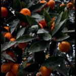 Экскурсия - Золотое кольцо Абхазии, из Сириуса