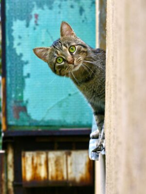 Локальный поиск пропавших животных в сложных условиях